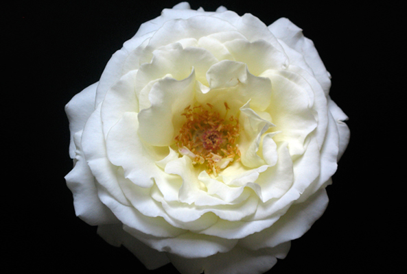 RioBlush Natural Skin Health